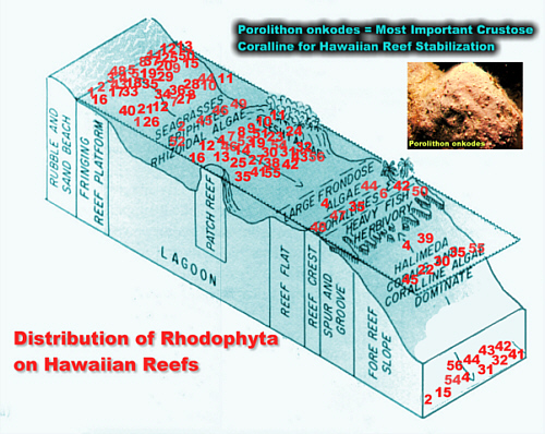 ReefDiagDisbLab500.jpg (150519 bytes)
