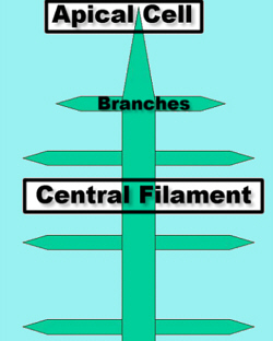 Rhod2DGrowth-1Lab250.jpg (31830 bytes)