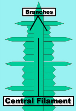 Rhod2DGrowth-2Lab250.jpg (44466 bytes)