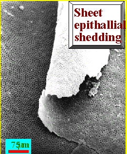 ShedSheet.gif (32356 bytes)