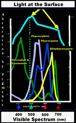 SpectrumLab300.jpg (88064 bytes)