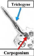 Trichogyne300Lab.jpg (44213 bytes)