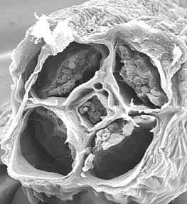 figure13ThallusXS300.jpg (54827 bytes)