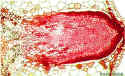 LatOrigin240.jpg (52243 bytes)