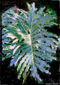 Monstera.jpg (70550 bytes)