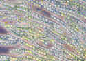 NostocFilamentsPhase240.jpg (22361 bytes)