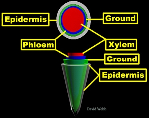 RootTissOrg3DLab300.jpg (41566 bytes)