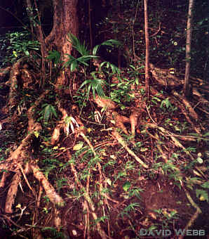 RootsManoaRoots300.jpg (177876 bytes)