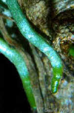 RotOrchPRGrRotZM-3-300.jpg (9917 bytes)