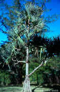 RotPandanusTree300.jpg (37024 bytes)