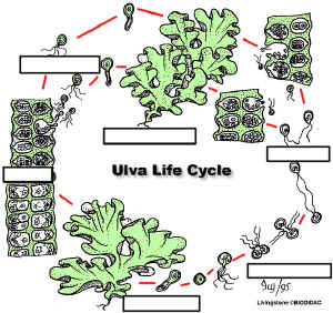 UlvaLCUnlab.jpg (218585 bytes)