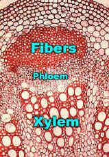 HelianthusTypVB300Lab.jpg (200930 bytes)