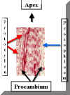 ProtoXylemProcambLSLab.jpg (34688 bytes)