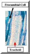 TracheidZSclara300Lab.jpg (40473 bytes)
