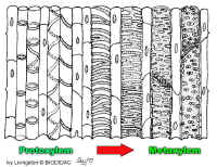 XylemDevSequence500Lab.jpg (137990 bytes)