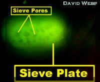 1-16-ModLab.jpg (46510 bytes)