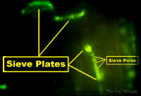 1-32-ModLab.jpg (103397 bytes)
