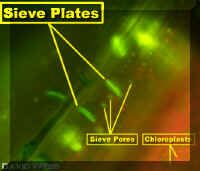 1-4-ModLab.jpg (121751 bytes)