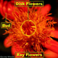 Comp18EnLarg500Tone20Lab.jpg (106432 bytes)