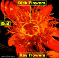 Comp29EnLarg500Tone20ModLab.jpg (98985 bytes)