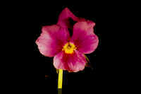 VioletMacro.jpg (48031 bytes)