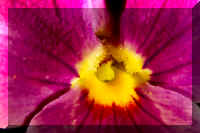 VioletMacroplusPlus.jpg (122193 bytes)