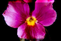 VioletMacroplus.jpg (115655 bytes)