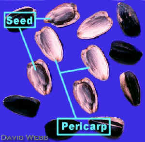 AcheneSunFlrBlueOverLab.jpg (82029 bytes)