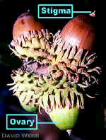 Acorns.jpg (52947 bytes)