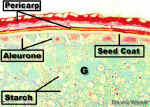 AleuroneWheatCloseLab-2.jpg (169519 bytes)