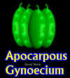ApocarpousGynoLab.jpg (51293 bytes)