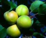 Apricots.jpg (80247 bytes)