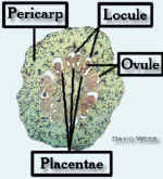 AxilePlacentCitrusLab.jpg (45645 bytes)