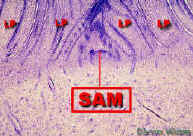 BananaSAMLab.jpg (146078 bytes)