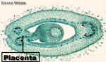 BeanOvaryOvulePlacentaLab.jpg (92168 bytes)