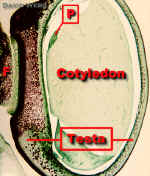 BeanSeedLong400Lab.jpg (155843 bytes)