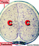 BeanSeedXSCoty400Lab.jpg (115003 bytes)