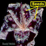 CapsuleMalvaceae300Lab.jpg (90435 bytes)