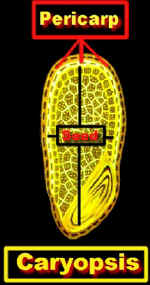 CaryopsisLab.jpg (66266 bytes)