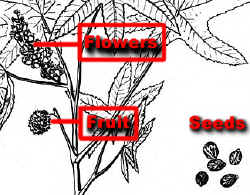 CastobeanIndianaCropLab.jpg (61091 bytes)