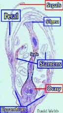 CherryFlrL-SMicroLab.jpg (54890 bytes)