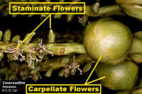 CoconutFlrs500Lab.jpg (162673 bytes)