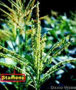 CornAndroLab300.jpg (74963 bytes)