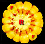 CornCobXS300Lab.jpg (86734 bytes)