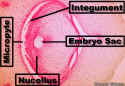 CornOvuleCloseMicNucEmbSacLab.jpg (119548 bytes)