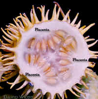 CucWildParietalPlacenCropLab.jpg (67863 bytes)