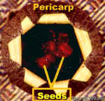 CyclamenMatFru400Lab.jpg (66386 bytes)