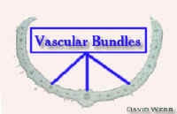 DigitalisX-SMostFlrModLeafPart.jpg (20989 bytes)