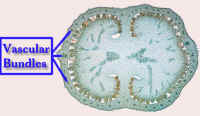 DigitalisX-SMostFlrVascBundLabCrop.jpg (64975 bytes)
