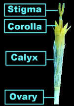 DiskFlrGlassLab.jpg (28992 bytes)